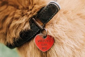 322598 340x227 pet tag sayings