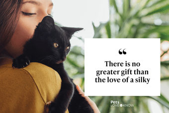 335139 340x227 black cat quote