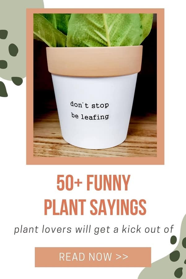 50 plus funny plant pun plant sayings small