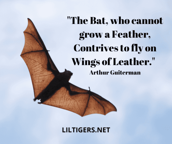 Bat Sayings