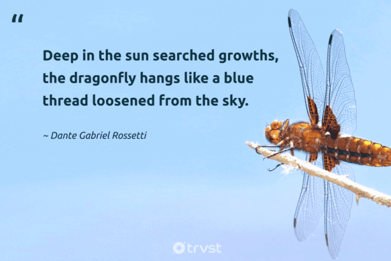 dragonfly quotes dante gabriel rossetti 699