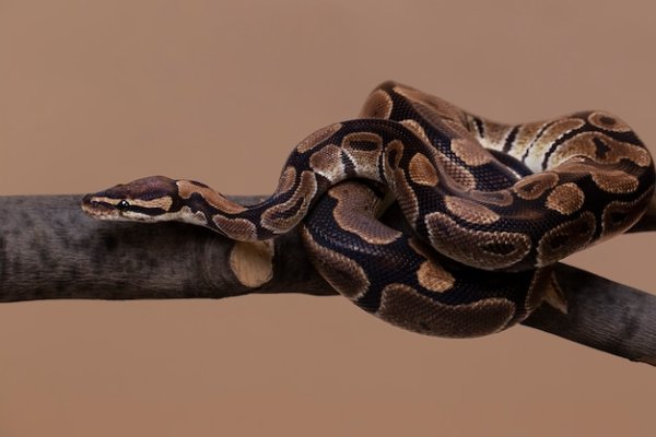Top 10 Fascinating Ball Python Facts: A Comprehensive Guide