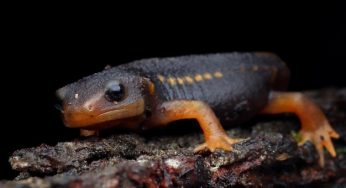 Salamander Facts – Discovering the Wonders of these Fascinating Amphibians