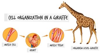 Interesting Facts About Animal Cells