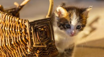 Sand Cat Facts