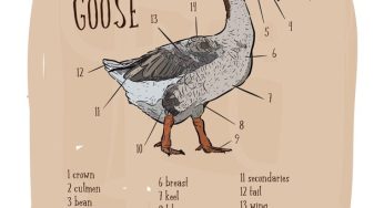 Interesting Facts about Albatrosses