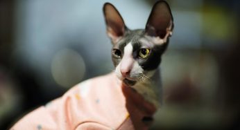 Fascinating Facts about Siamese Cats