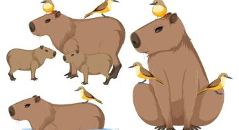 Platypus – Fascinating Facts about this Unique Mammal