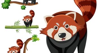 10 Interesting Facts About Red Pandas