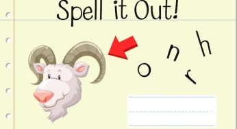 Bunny Facts for Kids