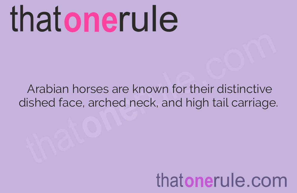 Interesting Facts about Arabian Horses