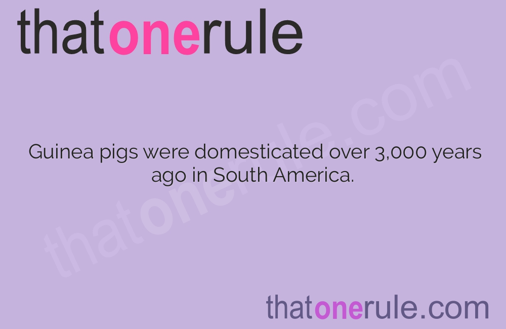 Interesting Facts about Guinea Pigs